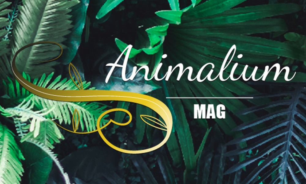 animalium mag